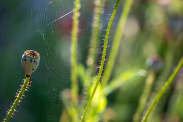 Poppyseed pod and web
