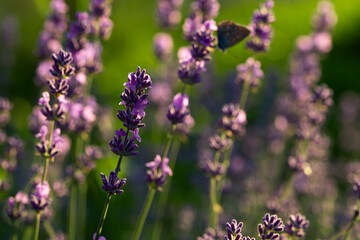 Sunset over a purple lavender field. Lavender fields of Valensole, Provence, France.
 Lavender close up