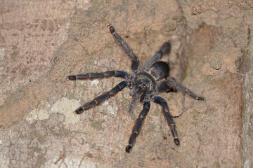 Tapinauchenius violaceus spider, family theraphosidae. Wild tarantula near Mamori Lake in Amazon rainforest, state of Amazonas, Brazil.