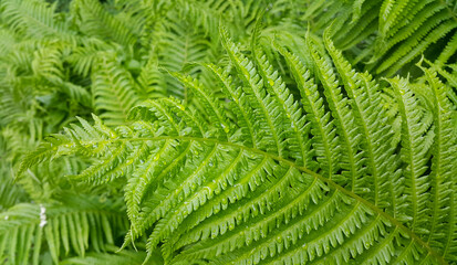 Fototapeta na wymiar Fresh green foliage of fern with water drops