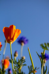 flowers against blue sky