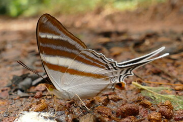 White-banded Daggerwing Butterfly, Marpesia crethon, Nymphalidae, Amazon rainforest near Caracaraí, Roraima state, Brazil.