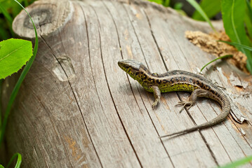 Colorful lizard on a wooden background. Lizard on an old tree close up.