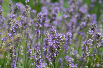 a field of lavender blossoms