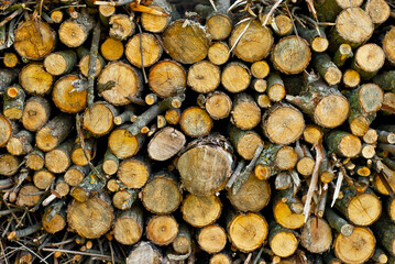 Lots of chopped firewood on a pile close up. Harvesting firewood for the winter. Dry firewood for a fireplace. Decorative wall from firewood.