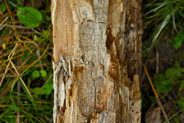 Obraz premium Old tree trunk close up. Rotten cracked wooden board. Cracks and holes from bark beetles and insects.