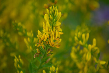 the yellow blossoms of the ribbed melliot