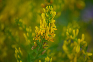 blossoms of the yellow sweet clover
