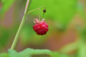 Ripe red raspberry as a close up against a blurred background
