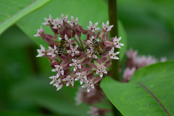  some bees on the blossom of a common milkweed