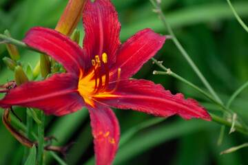  a red blossom of the day lilly 