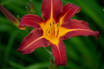 blossom of the hemerocallis 