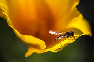 insect on flower
