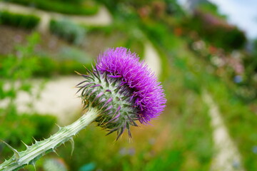 Purple artichoke flower thistle growing in the garden