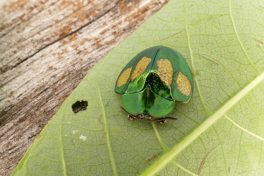 Stolas discoides beetle, a member of the Turtle Beetles subfamily Cassidinae. Amazon rainforest near the village Solim&otilde;es, river Tapaj&oacute;s, Par&aacute; state, Brazil.