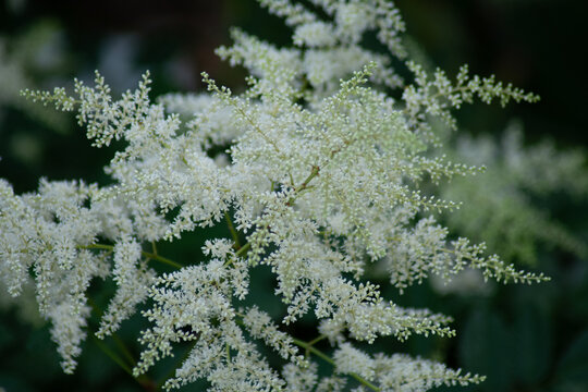 white blossoms of the astilbe