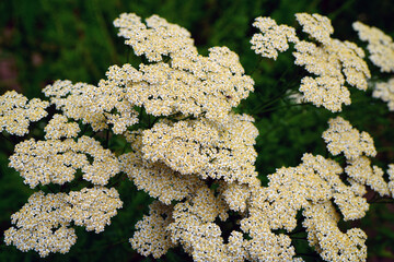 Yellow and white flowers of achillea yarrow plant