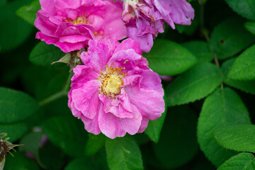Obraz premium pink blossoms of a rose hip