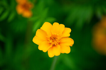 african marigold blossom in the botanical garden