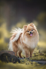 A smiling Pomeranian standing on a path surrounded by yellow moss against the background of a park