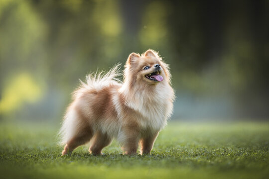A smiling Pomeranian standing on a green lawn and looks up at the background of the park