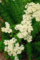 Yellow and white flowers of achillea yarrow plant © eqroy