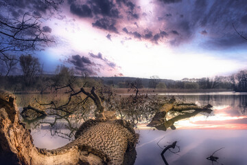 Overturned tree trunk in an idyllic purple landscape atmosphere