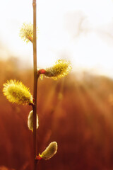 Macro shot of yellow flowers in the counter sun