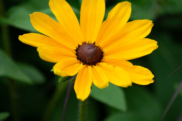 blossom of the black-eyed susan