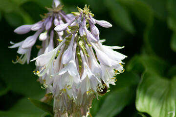 hosta capitata blossoms in the botanical garden