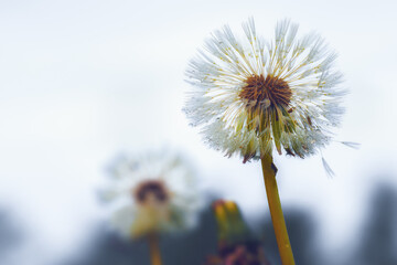 Close up of a dandelion blossom in autumn