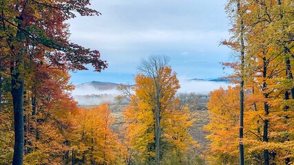 Fototapeta premium autumn in the forest