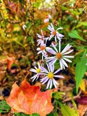 flower closeup