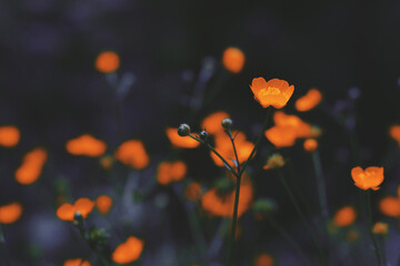 Close up of red flowers in a dark mood look