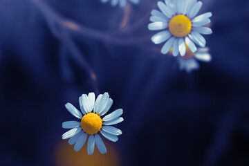 Close up of daisy flowers in a dark mood look