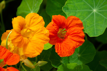 a orange and yellow blossoms of nasturtiums