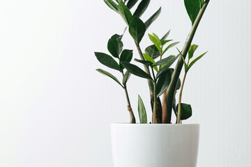 Zamioculcas zamiifolia zz green plant leaf on the white background close up