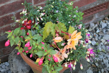 Close up of earthenware pot of beautiful flowers of begonia and fuschia in full bloom in Summer garden in Norfolk England  uk against background of old brick wall outdoors