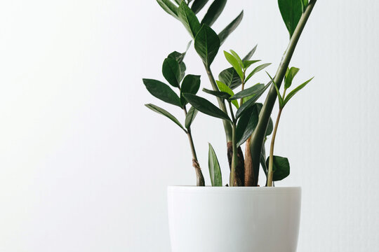 Zamioculcas Zamiifolia Zz Green Plant Leaf On The White Background Close Up