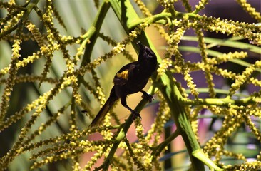 encontro - Icterus pyrrhopterus