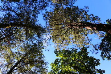 Cielo en naturaleza