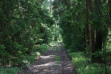 road in the forest