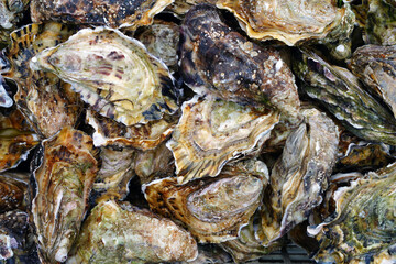 Fototapeta na wymiar Crate of fresh oysters from Cancale in Brittany, France