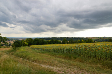 Fototapeta na wymiar Stormy weather with rain and a sunflower field