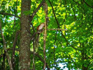 The male red squirrel destroys the branches of trees and rips off the bark from them. Squirrel in the summer park on the background of forest foliage.