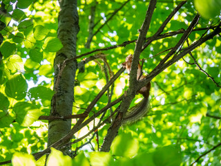 The male red squirrel destroys the branches of trees and rips off the bark from them. Squirrel in the summer park on the background of forest foliage.