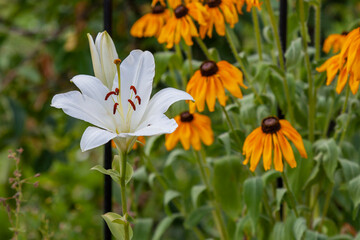 Large white lily grows in the garden against the background of other flowers