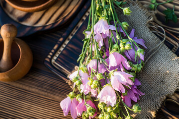 Malva alcea , greater musk-mallow, cut-leaved mallow, vervain mallow or hollyhock mallow fresh flowers collected in meadow. collect herbs for preparation of tincture. mortar to rub flowers.