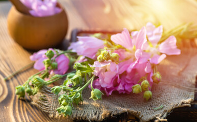 Malva alcea , greater musk-mallow, cut-leaved mallow, vervain mallow or hollyhock mallow fresh flowers collected in meadow. collect herbs for preparation of tincture. mortar to rub flowers.