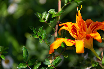 Beautiful big orange Lily macro.